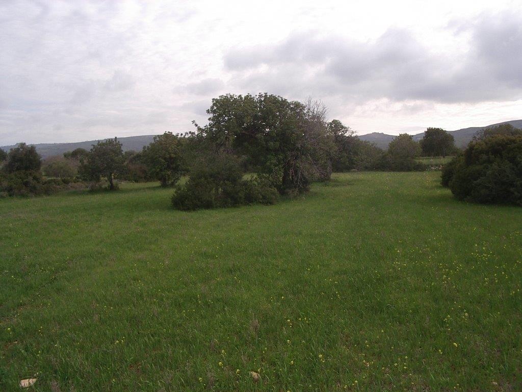 Land Land - AGRICULTURAL LAND IN NEO CHORIO
