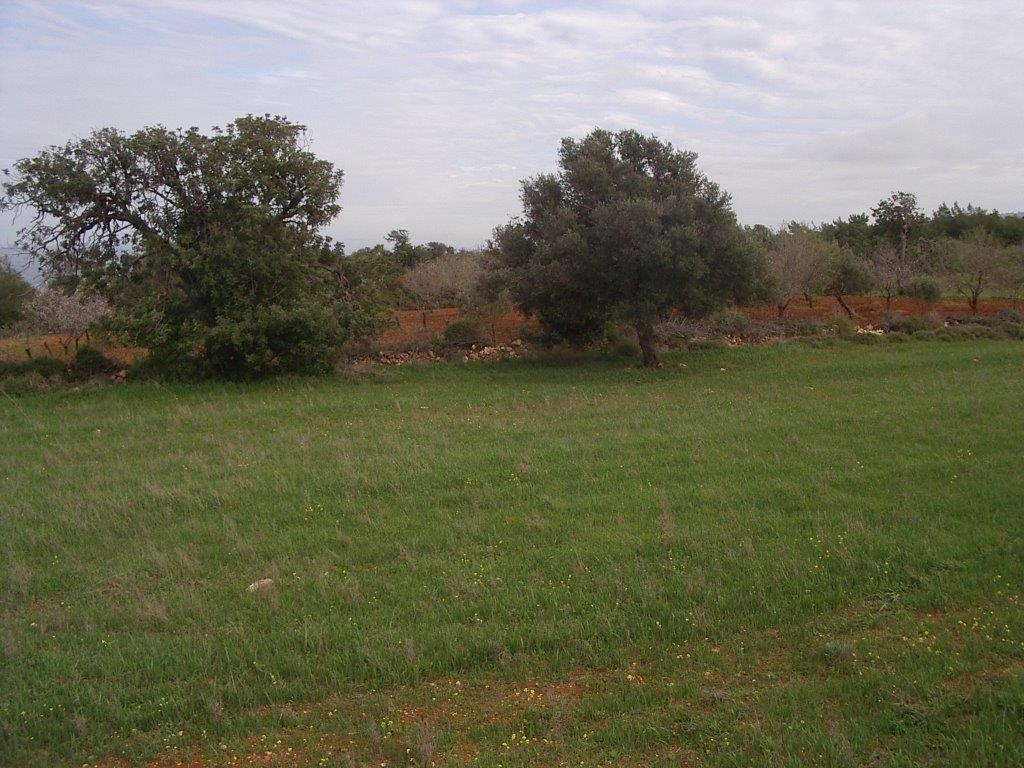 Land Land - AGRICULTURAL LAND IN NEO CHORIO
