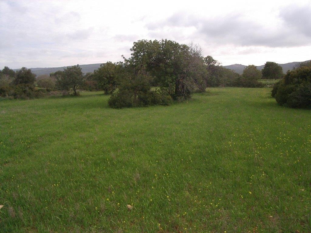 Land Land - AGRICULTURAL LAND IN NEO CHORIO