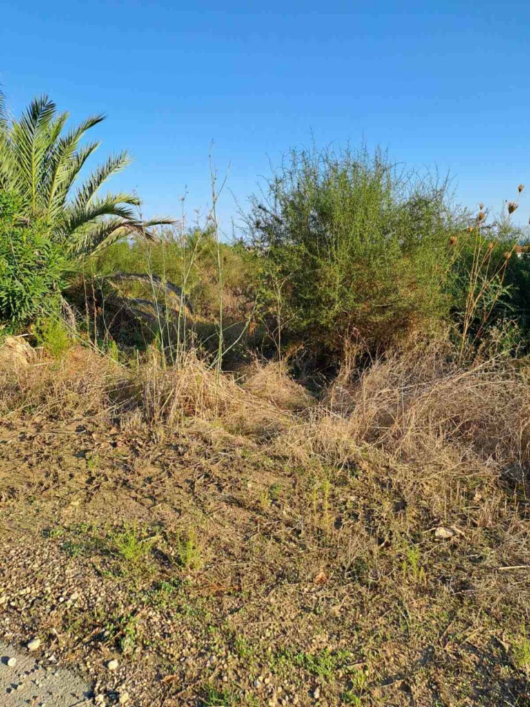 Land Land - Agricultural land for sale Anadasmos Latchi in Neo Chorio